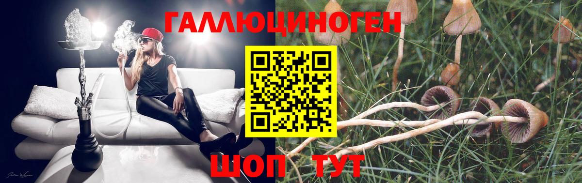 Новозыбков  закладка  Вход с VPN  Галлюциногенные грибы GOLDEN TEACHER  Псилоцибиновые грибы Psilocybe 